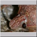 Rhaphigaster nebulosa - Graue Feldwanze - Wanzenschupf 01d.jpg